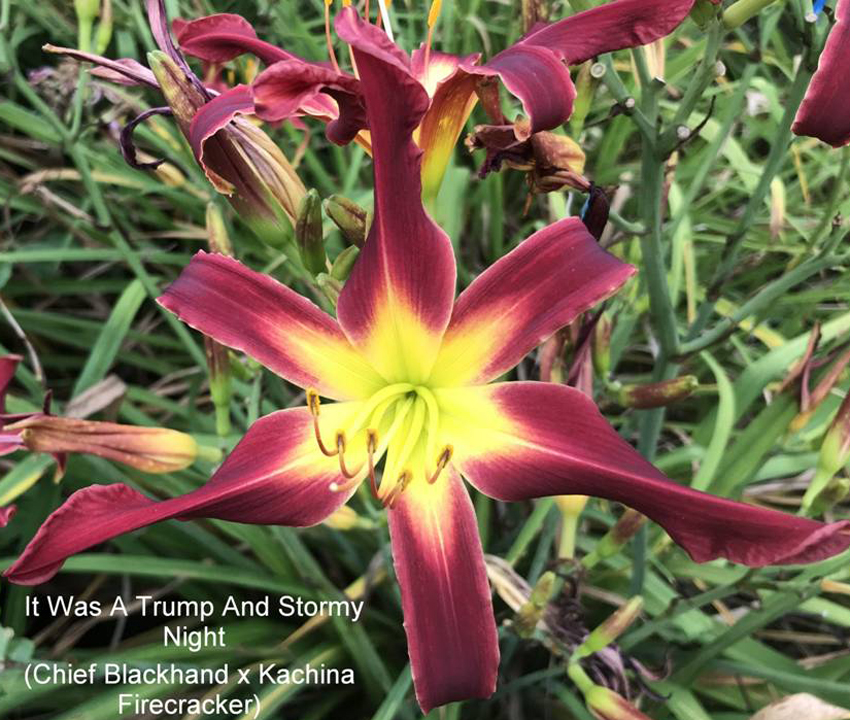 IT WAS A TRUMP AND STORMY NIGHT